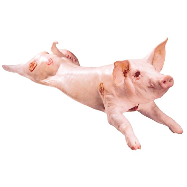 Spanferkel frisch