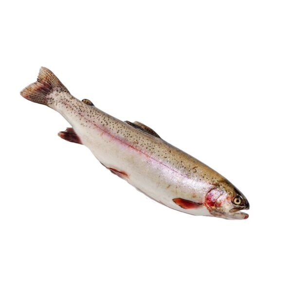 AT Lachsforellen frisch ausgenommen
Oncorhynchus mykiss / Aquakultur Österreich / 03044290