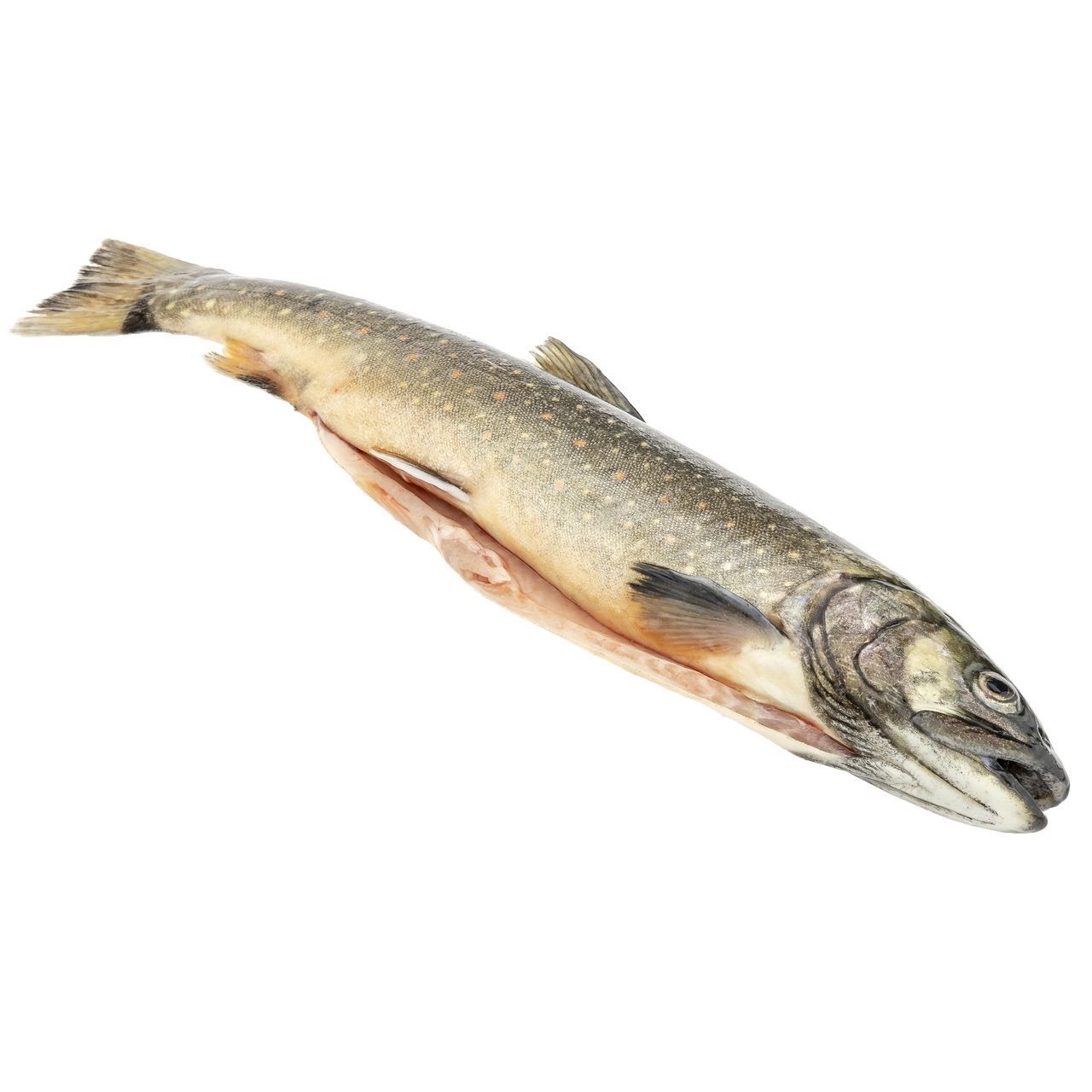 AT Saibling Frisch Ausgenommen
Salvelinus fontinalis / Aquakultur Österreich / 03021900