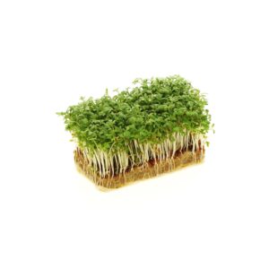 Kresse Bio ca. 70g Schale