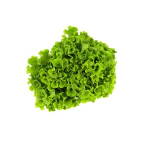 Kopfsalat gekrauselt