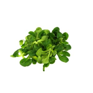 Vogerlsalat 100g Packung