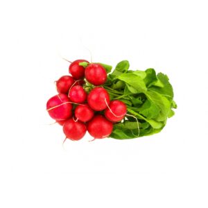 Radieschen Bund rot