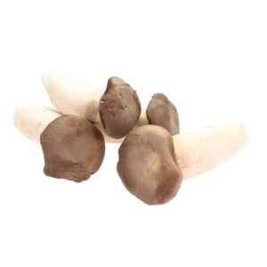 Kräuterseitlinge 1 kg